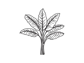 Banana Plant line art vector illustration