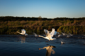 a few wild swans start to fly from the river at sunset
