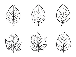 Fototapeta premium Basil line art vector illustration