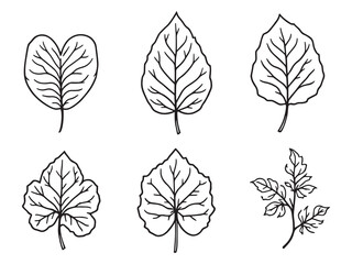 Begonia line art vector illustration