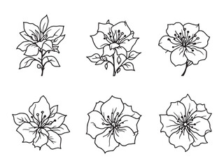 Bougainvillea line art vector illustration