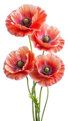 Gorgeous cluster of salmon colored poppies in a stunning studio shot isolated