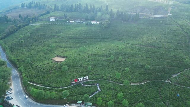 Temi Tea Garden: Sikkim's Premier Organic Tea Estate