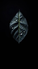 Close up of a single leaf with water drops on a dark background