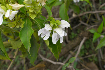 A green Plant of Justicia adhatoda vasica or malabar nut plant in selective focus and background blur, the white Justicia adhatoda blossom in spring, Chakwal, Punjab, Pakistan