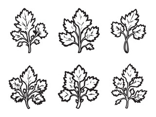 Cilantro line art vector illustration