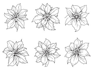 Clematis line art vector illustration