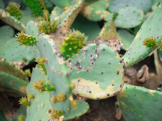 Large cacti in the old garden