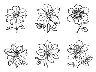 Clematis line art vector illustration