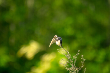 Beautiful morning view indonesia panorama landscape paddy fields with beauty color and sky natural light