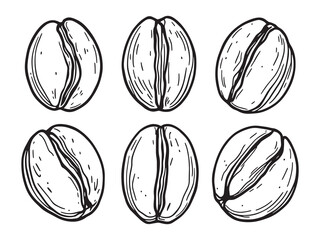 Coffee Beans line art vector illustration