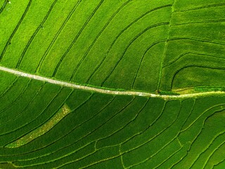 Beautiful morning view indonesia panorama landscape paddy fields with beauty color and sky natural light