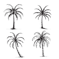 Fototapeta premium Hand-drawn Coconut tree silhouette Collections White Background