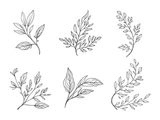 Dryad Leaf line art vector illustration