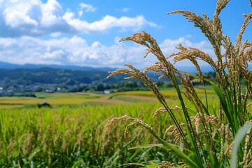 Obraz premium A close-up of rice plants in the foreground, with green paddy fields and a blue sky in the background. The grains on each plant are clearly visible as they grow, showcasing their beauty