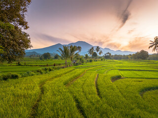 Obraz premium Beautiful morning view indonesia panorama landscape paddy fields with beauty color and sky natural light