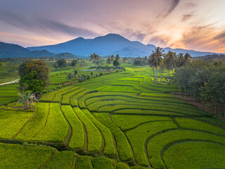 Beautiful morning view indonesia panorama landscape paddy fields with beauty color and sky natural light