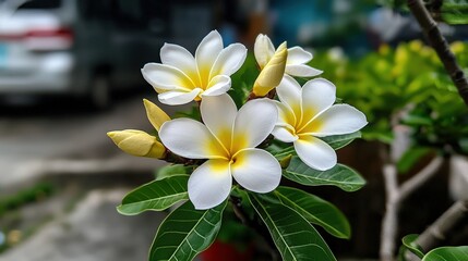 Fototapeta premium Flowering frangipani blooms urban garden nature photography bright environment close-up view serenity concept