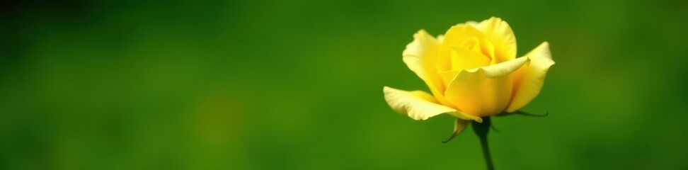Close-up view of a single yellow rose in a lush green park , summer, delicate, outdoor