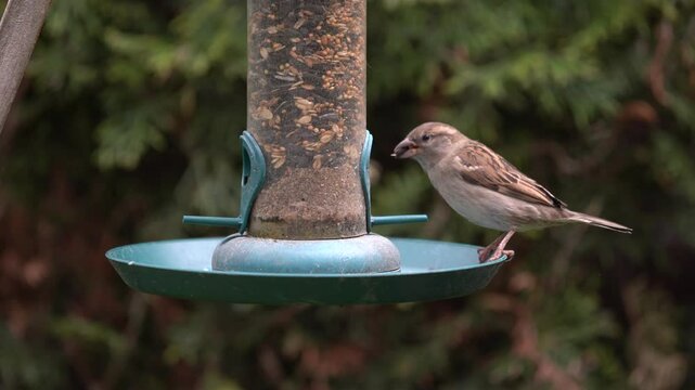 sparrow and dunnock at the feeder in the garden