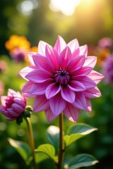Obraz premium Pink-purple dahlia, sunlit summer garden scene, ample copy space , macro, vibrant, dahlia