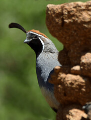 Naklejka premium close up of a male gambel's quail behind a rock in the desert arboretum at the bosque del apache national wildlife refuge near socorro, new mexico