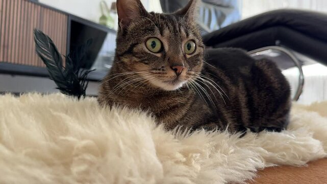 Closeup footage of a short-hair tabby cat resting on a fur rug indoor during daytime