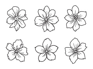 Jasmine line art vector illustration