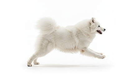 Happy and excited Samoyed dog in running pose, side and back view on white image