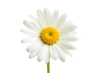 Single White Daisy Flower CloseUp with Yellow Center on Transparent Background