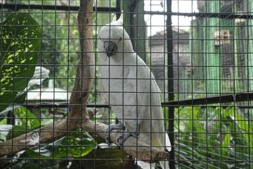 White Cockatoo in Captivity Behind Cage Bars