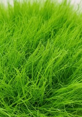 Bright Green Grass Texture Close Up