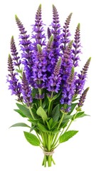 Obraz premium Beautiful bouquet of purple salvia flowers with green leaves on white backdrop