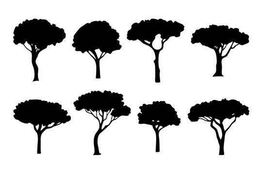 Mature stone pine tree silhouette icons vector illustration