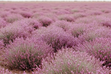 Obraz premium Expansive Lavender Fields Under Gentle Sky in Soft Light