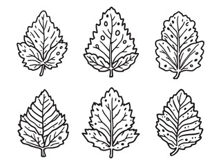 Mint line art vector illustration