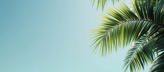 Fototapeta premium Lush Palm Fronds Against a Pale Sky