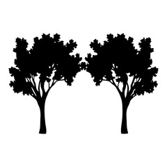 Fototapeta premium Cottonwood Tree Silhouettes Isolated on White Silhouette Vector Illustration
