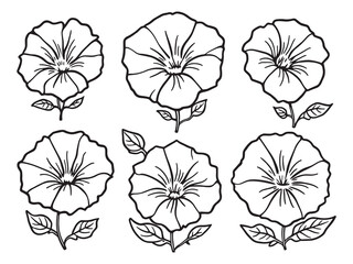 Morning Glory line art vector illustration