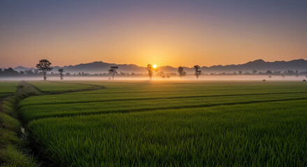 Fototapeta premium Field of green grass with a sun setting in the background
