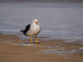  Nice Fat Pacific Gull At Waters Edge
