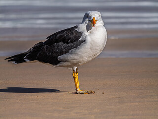 Pacific Gull Head Turned Towards