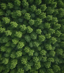 Naklejka premium Dense young trees forming a textured green carpet overhead, photo, growth