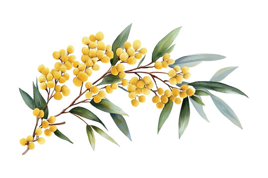 Watercolor mimosa branch with yellow flowers and green leaves vector illustration