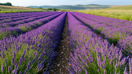 Obraz premium Vast rows of lavender flowers bloom beautifully under the clear sky in a tranquil countryside. The vibrant purple fields create a striking contrast against the green hills in the background
