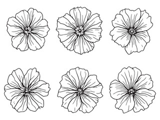 Petunia line art vector illustration