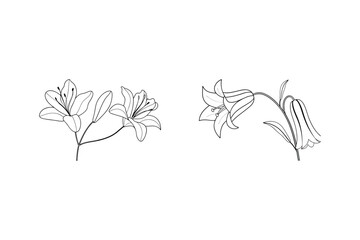 Elegant black and white line art illustrations of lily and bellflower blossoms