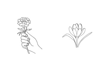 Elegant hand drawn illustration depicting a marigold flower and a crocus with minimalist style