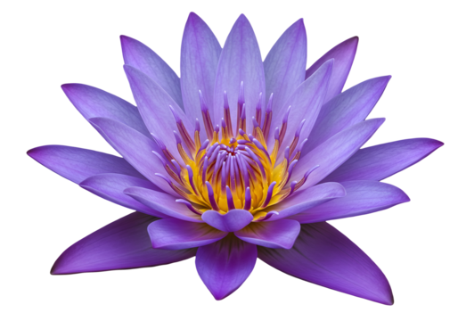 Purple water lily isolated on transparent background Generative Ai
