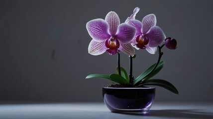 Obraz premium Orchid in Electric Elegance
